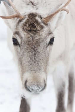 Ren geyiği portre