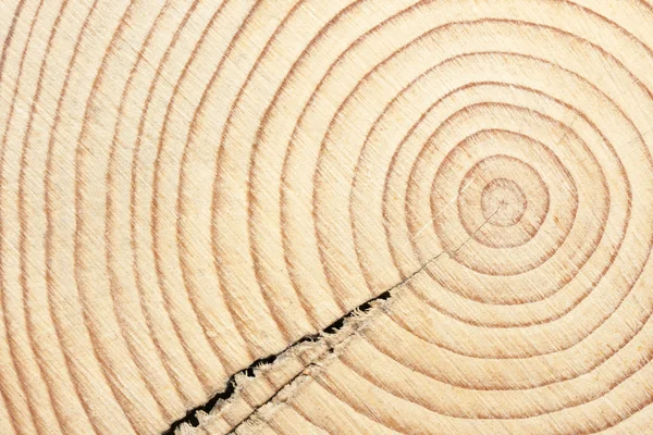 Corte transversal de um feixe de madeira — Fotografia de Stock
