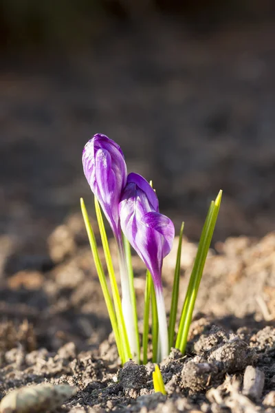 Crocus nebo šafrán květiny kvetoucí na jaře — Stock fotografie