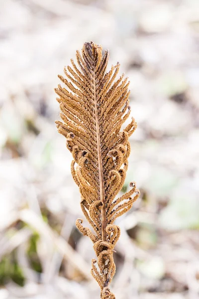 Brun gammal torr och Halstrad fern leaf — Stockfoto