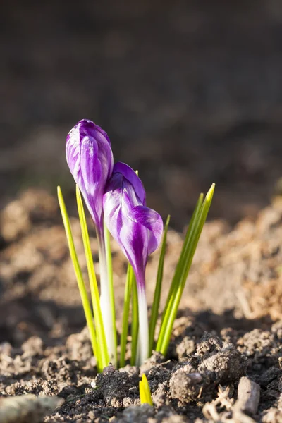 Szafran lub krokus kwiat kwitnący na wiosnę — Zdjęcie stockowe