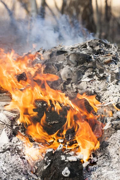 Brand vlammen rond zwarte boom log — Stockfoto