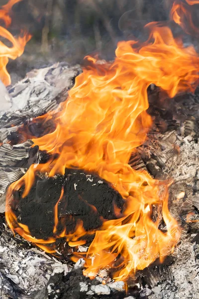 Flammen um schwarzen Baumstamm Stockfoto