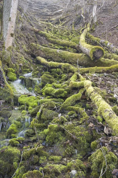 Kleiner Wasserfall in unberührter Natur Stockbild