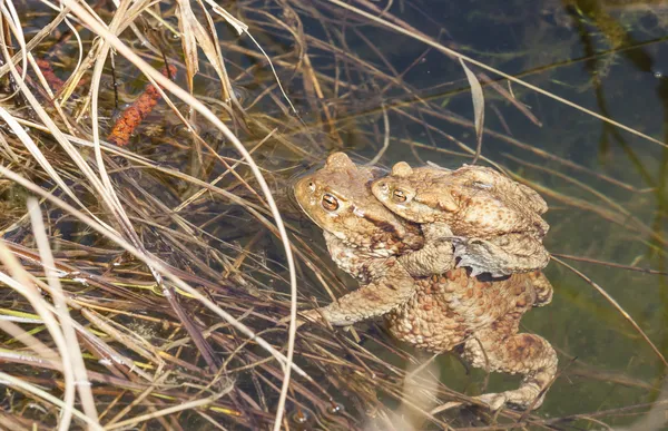 물 가장자리에서 어머니와 아기 개구리 — 스톡 사진