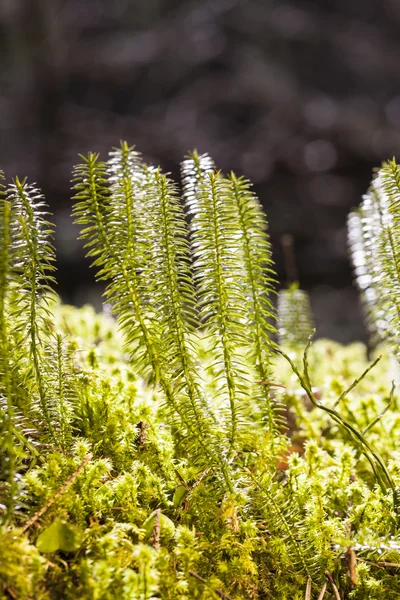 Groene planten — Stockfoto