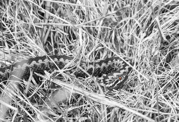 Common adder or viper on the ground — Stock Photo, Image