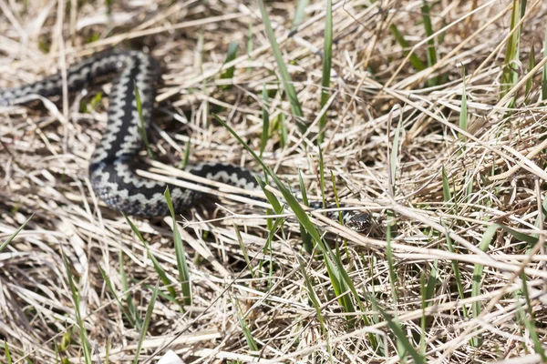 Natter oder Viper am Boden — Stockfoto