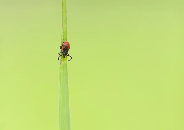 Little tick on a green plant straw — Stock Photo, Image