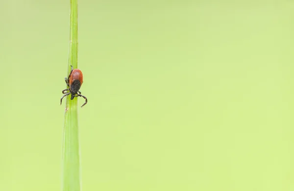 Piccola zecca su una paglia vegetale verde — Foto Stock