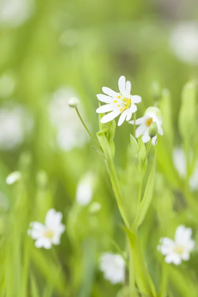 Malý bílý květ květ záběr — Stock fotografie