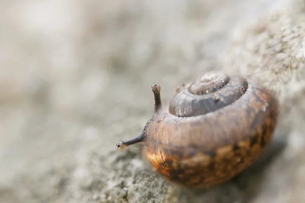 Pequeno caracol olhar atrás de sua concha — Fotografia de Stock