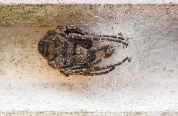 Gros brun effrayant araignée gros plan — Photo