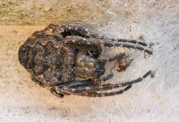 Gros brun effrayant araignée gros plan — Photo