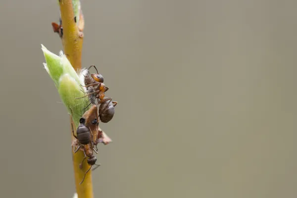 Braune Insekten auf einem Baumspray — Stockfoto