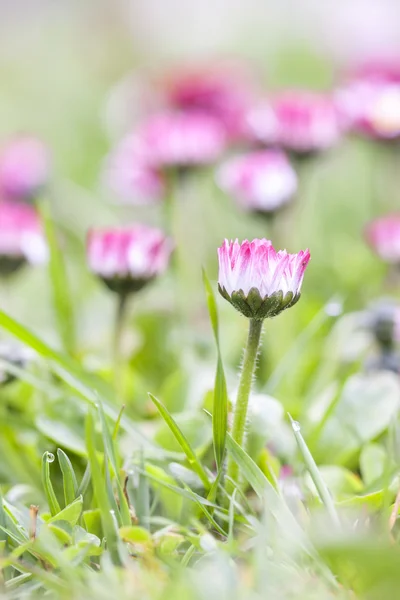 ピンクのデイジーの花の庭で育つ — ストック写真
