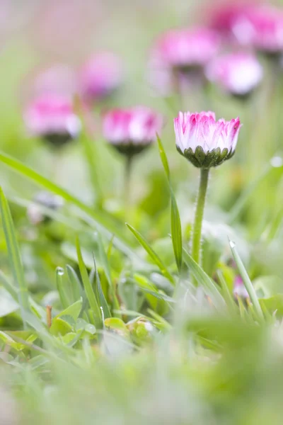 ピンクのデイジーの花の庭で育つ — ストック写真