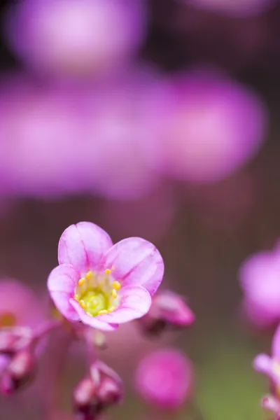 ピンクの花の花のクローズ アップ — ストック写真