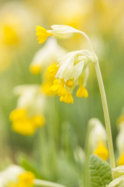Κίτρινο λουλούδι cowslip ή ηράνθεμο Royalty Free Εικόνες Αρχείου