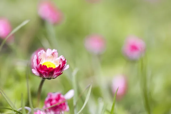 Flores de margarida rosa crescem no jardim Fotos De Bancos De Imagens