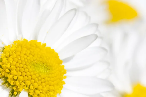 Белый цветок ромашки цветет крупным планом — стоковое фото