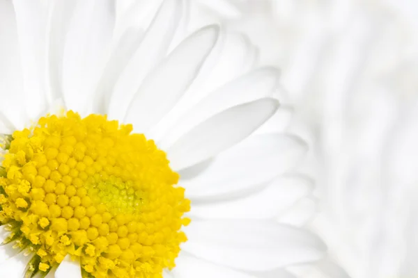 White daisy flower blossom close up — Stock Photo, Image