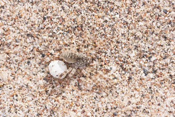 Большой коричневый паук на песке с яйцом — стоковое фото