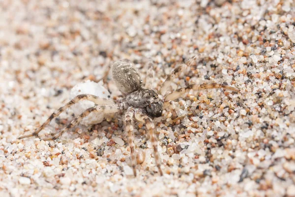 Gran araña marrón sobre arena con su huevo —  Fotos de Stock