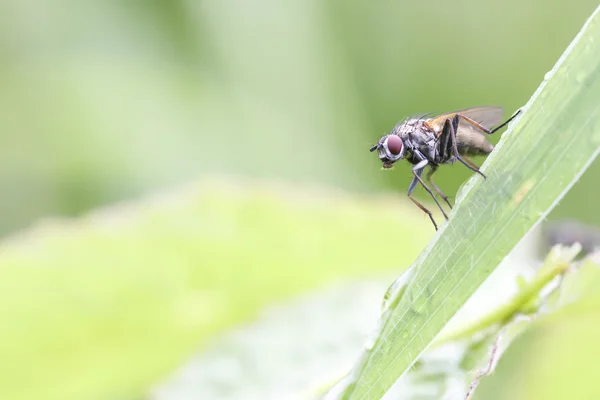 Primer plano de la mosca de ojos rojos — Foto de Stock