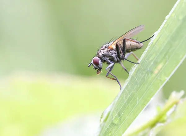 Primer plano de la mosca de ojos rojos — Foto de Stock