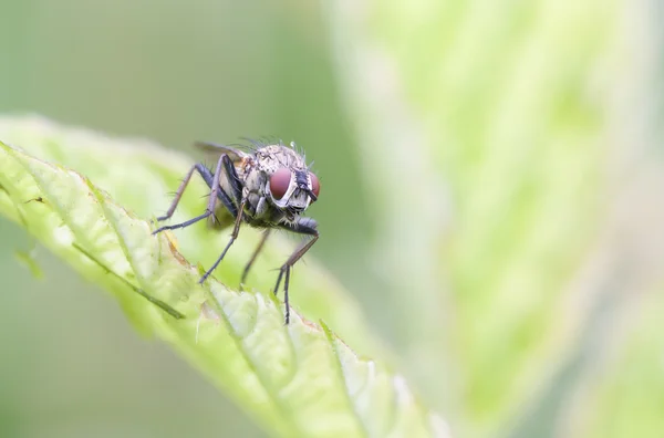 Nahaufnahme mit roten Augen — Stockfoto