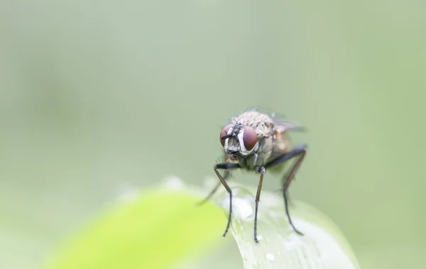 Kırmızı gözlü sinek portre — Stok fotoğraf
