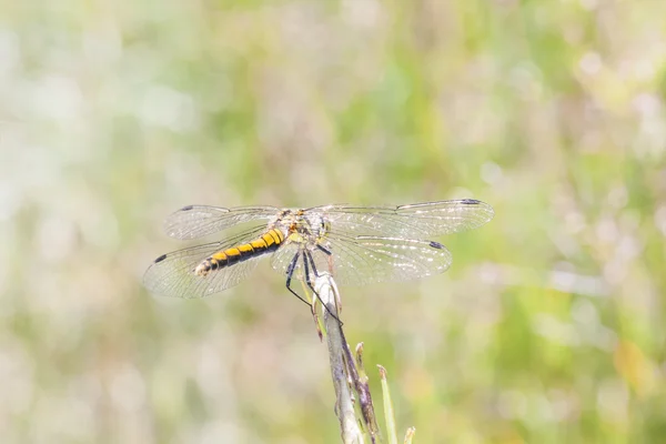 Yellow dragonfly on a plant straw — Stock Photo, Image