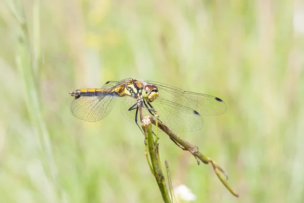 Libélula amarela em uma palha de fábrica — Fotografia de Stock