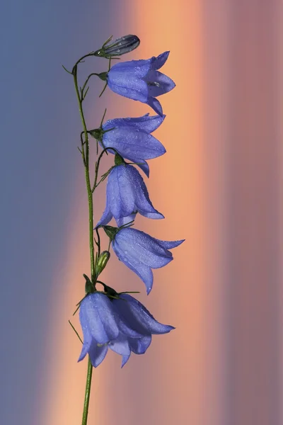 Крупный план цветка колокольчика на закате — стоковое фото