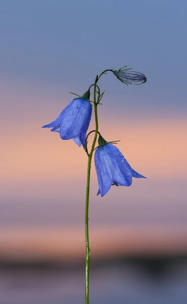 Zbliżenie kwiatu bluebell na zachodzie słońca — Zdjęcie stockowe