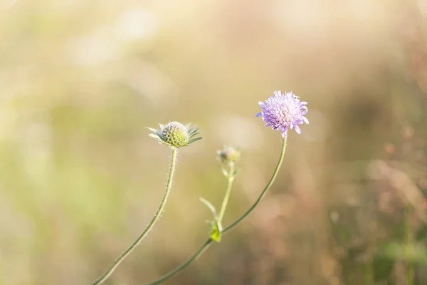 Фиолетовый цветок крупным планом — стоковое фото