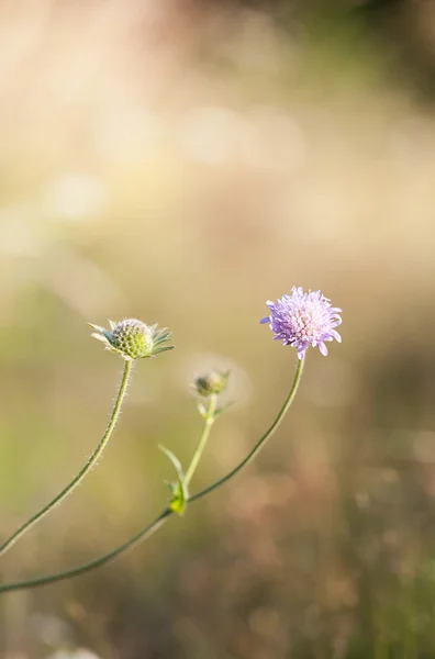 Violet wild flower closeup — Stock Photo, Image