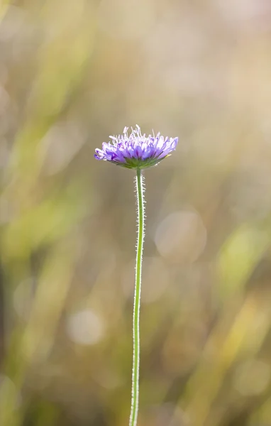 Violeta flor silvestre primer plano —  Fotos de Stock