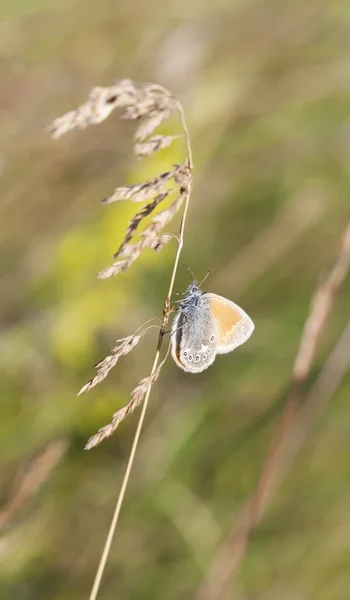 Liten sommerfugl på et høyhalm – stockfoto