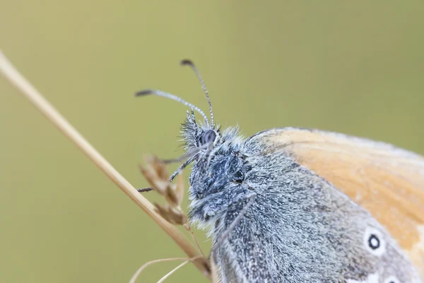 Retrato de uma borboleta azul — Fotografia de Stock