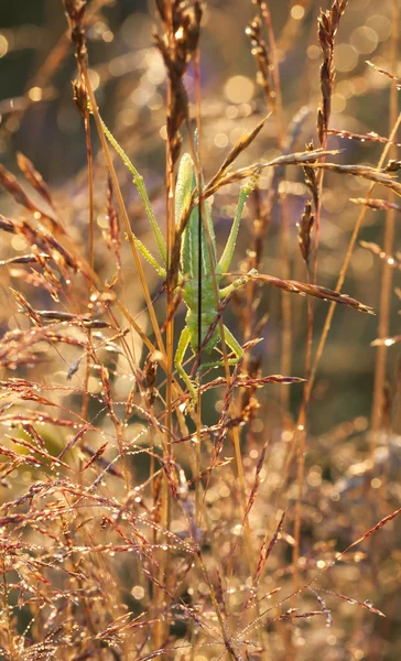 Stor grön gräshoppa på hö halm — Stockfoto