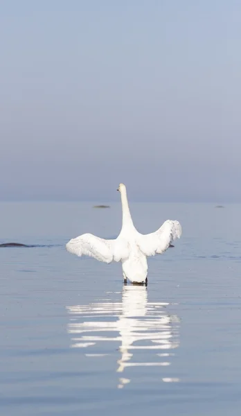 Ailes de cygne blanc grand ouvert dans la mer — Photo