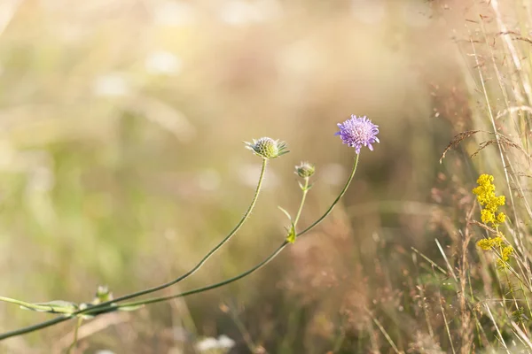 Fialový divoká květina detailní — Stock fotografie