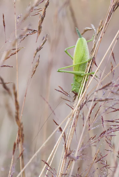 Gran saltamontes verde sobre una paja de heno — Foto de Stock