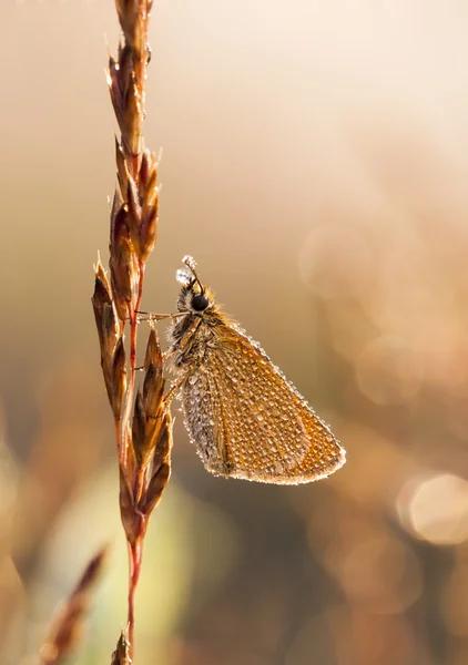 Pequeña mariposa mojada en una paja de planta — Foto de Stock