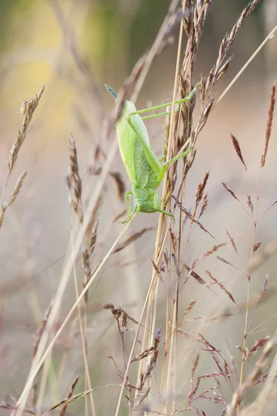 Gran saltamontes verde sobre una paja de heno — Foto de Stock