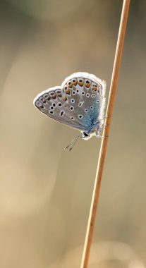 bir saman saman üzerinde küçük kelebek