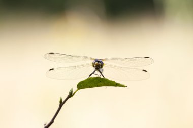 Yeşil yapraklı yusufçuk.