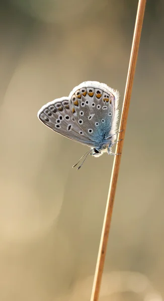 Kleiner Schmetterling auf einem Heustroh — Stockfoto